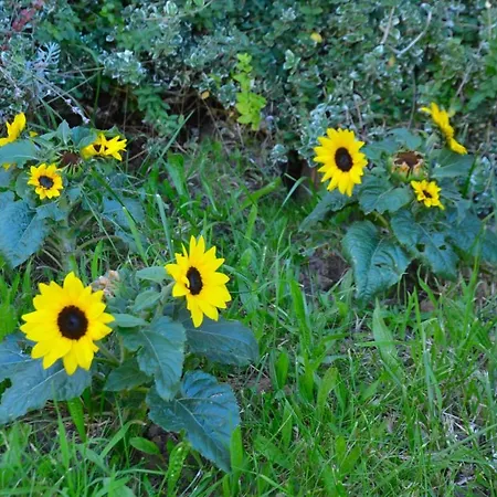 Apartmán Schicke & Helle In *