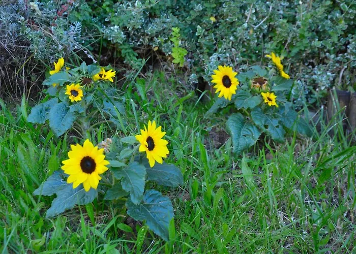 Appartement Schicke & Helle In *